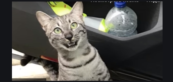 ВИДЕО: Новый хит интернета — реакция потерянного кота на своего хозяина